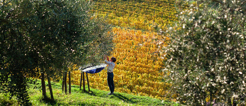 Raccolta di frutti autunnali nei dintorni di Rovereto (foto F.Pernigo)